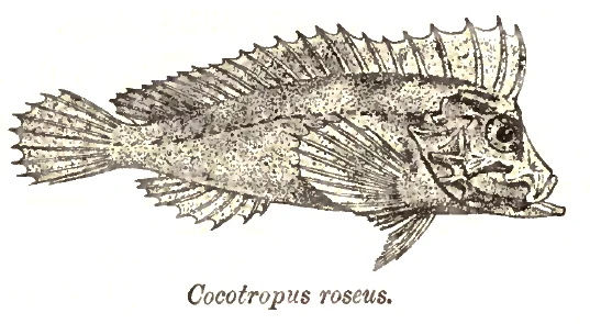 Velvetfish
