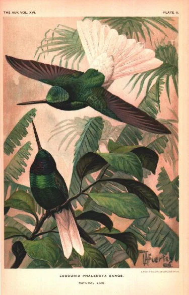 White-tailed Starfrontlet
