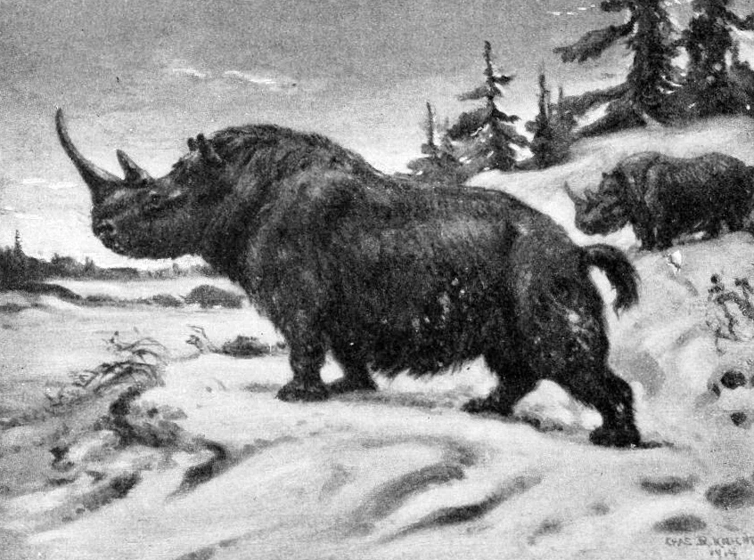 Woolly Rhino
