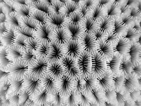 tombstone coral