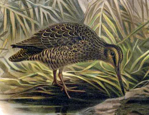 Auckland Snipe