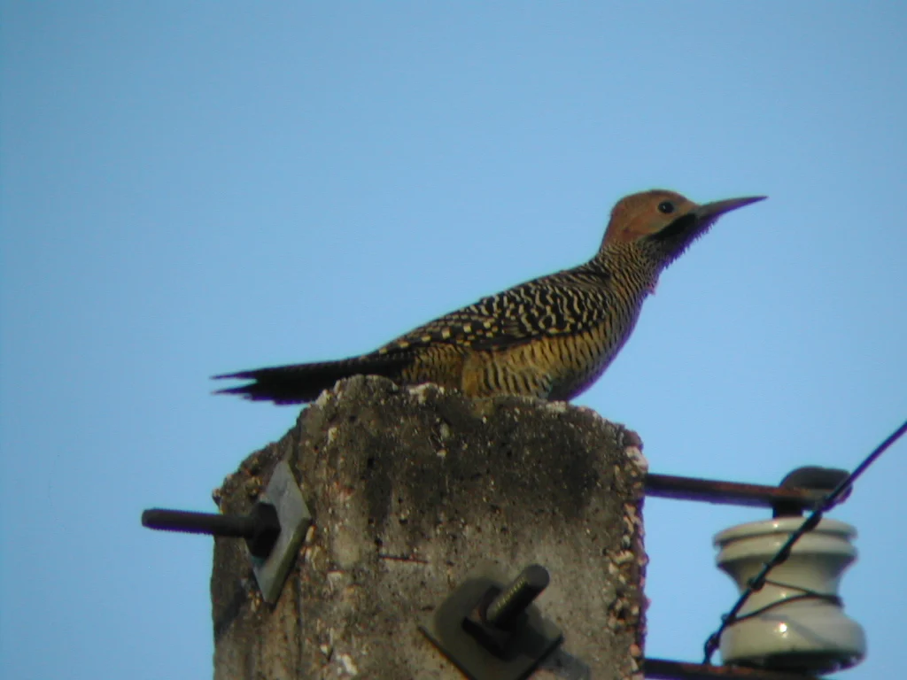 Cuban Flicker