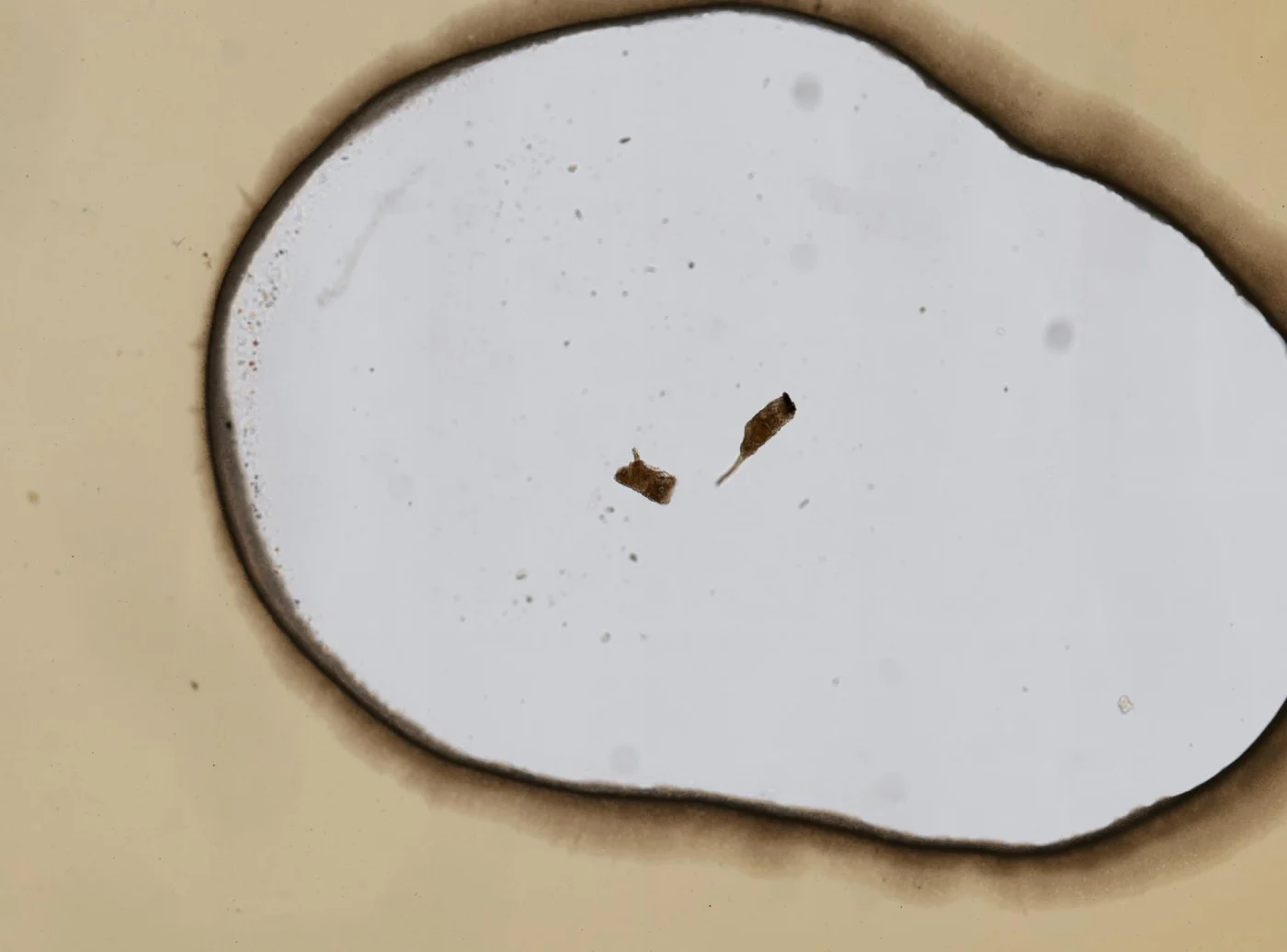 Collotheca annulata