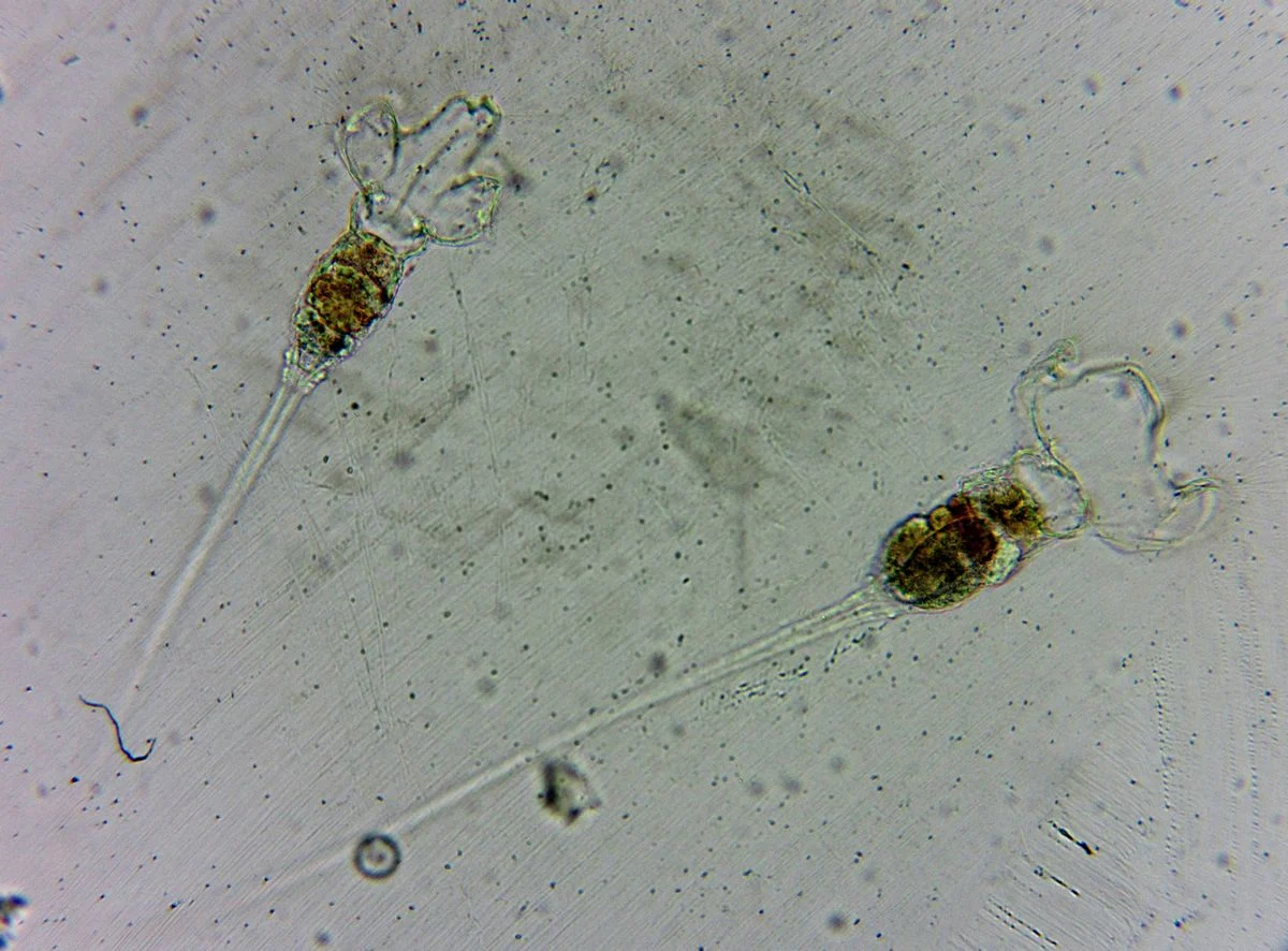 Collotheca campanulata
