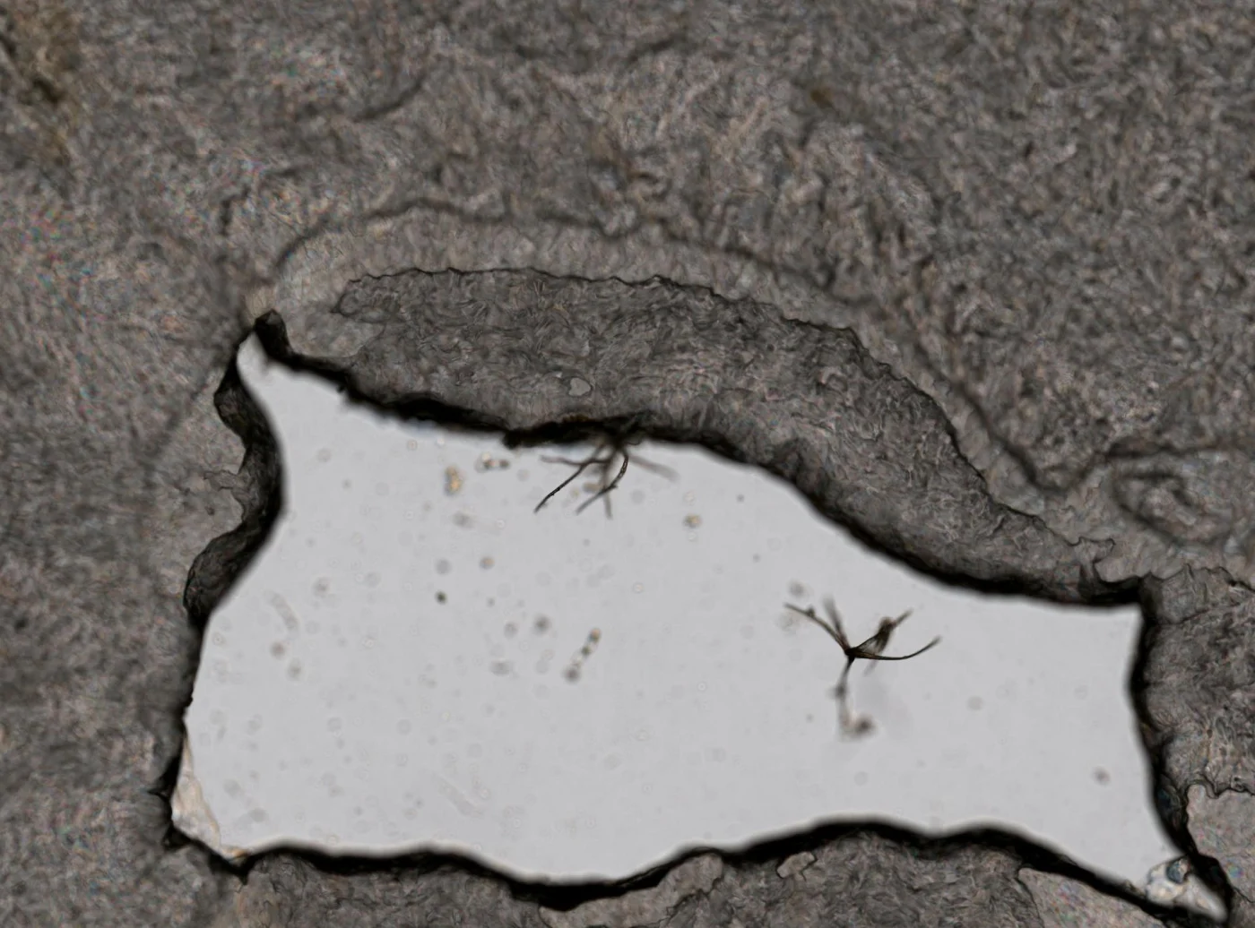 Collotheca edentata