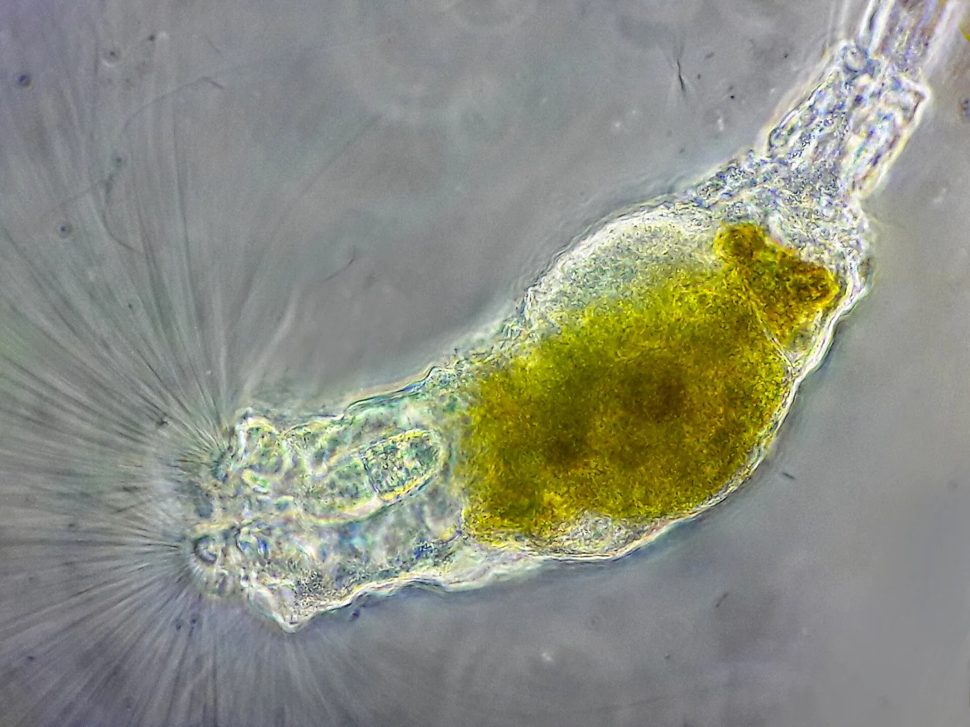 Collotheca epizootica
