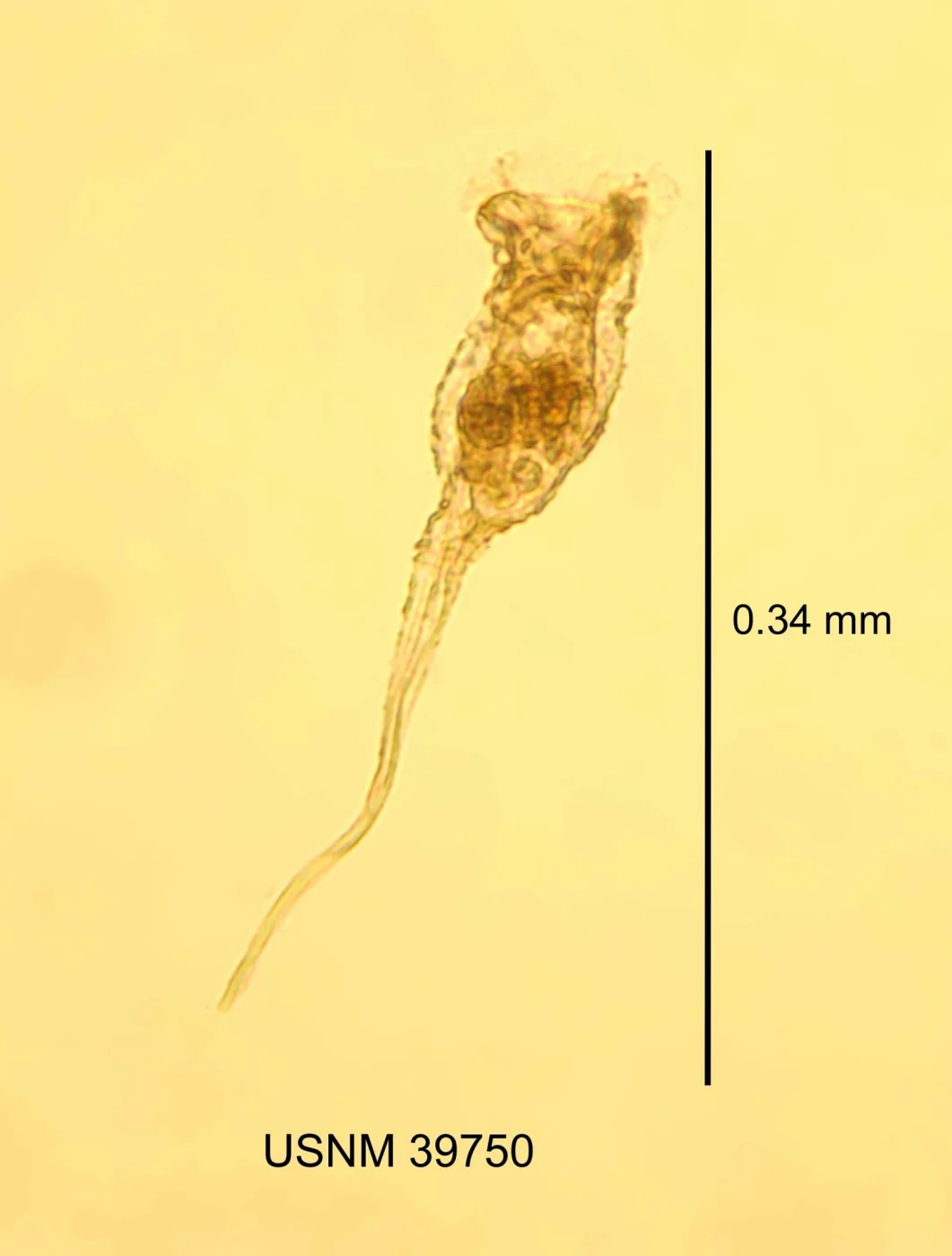 Collotheca pelagica