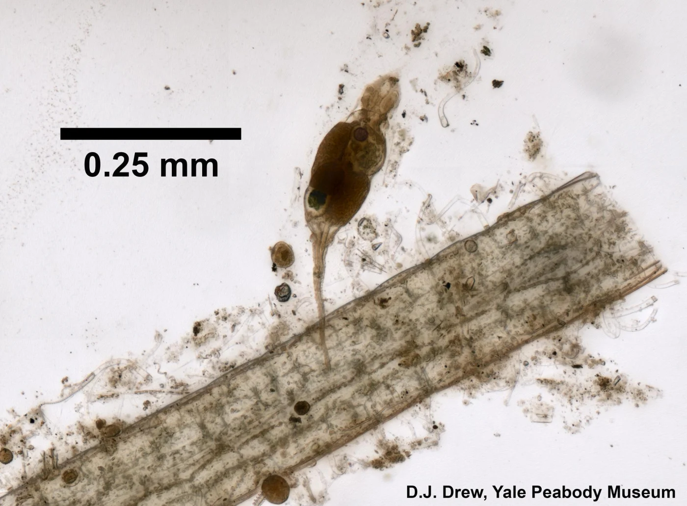 Collotheca tenuilobata