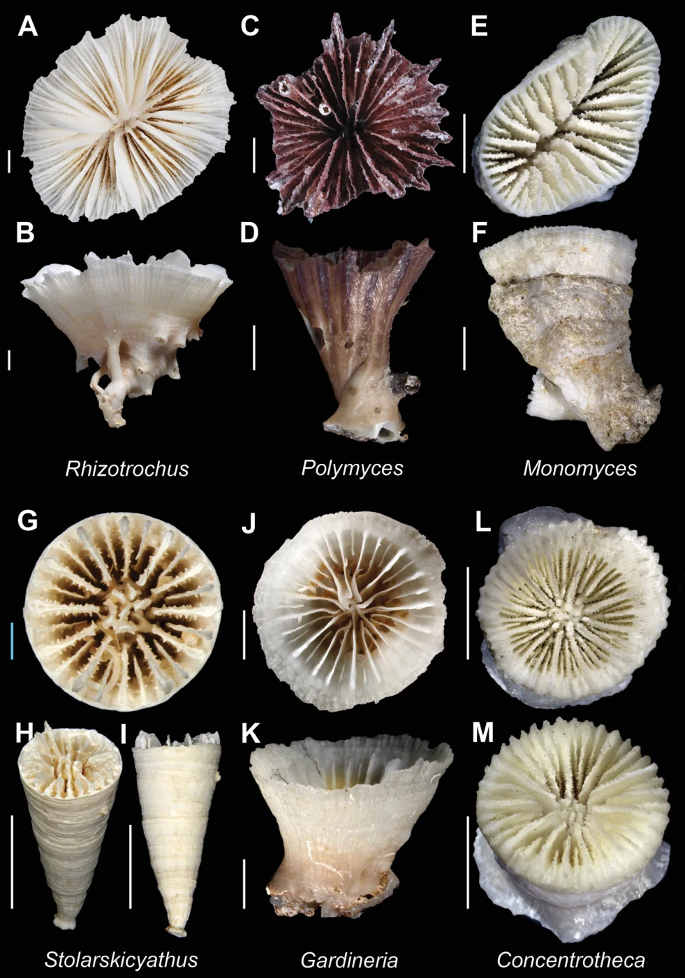 Concentrotheca laevigata