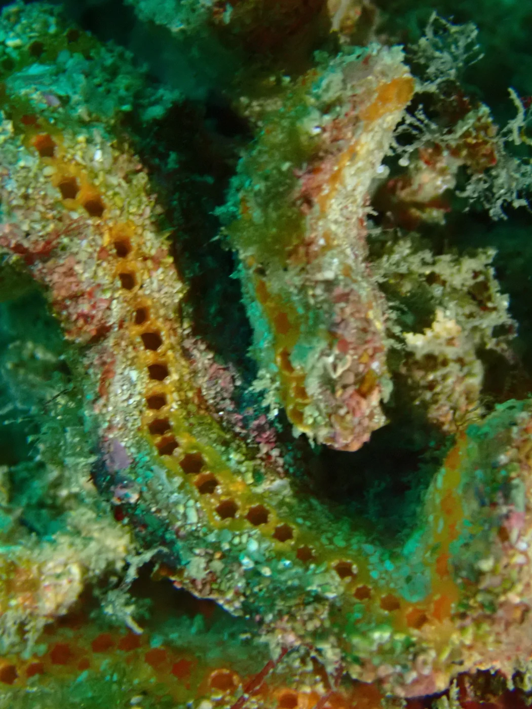 Condominium areolatum