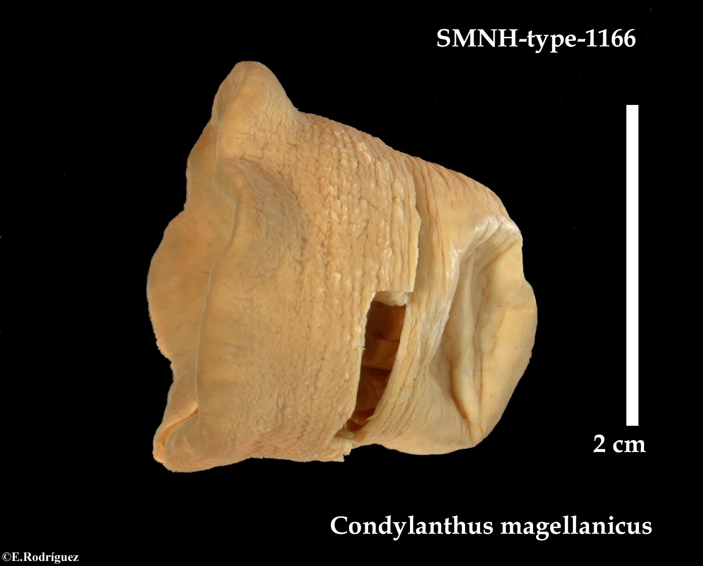Condylanthus magellanicus
