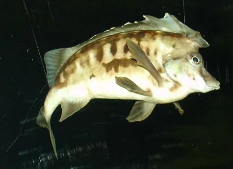 southern pigfish