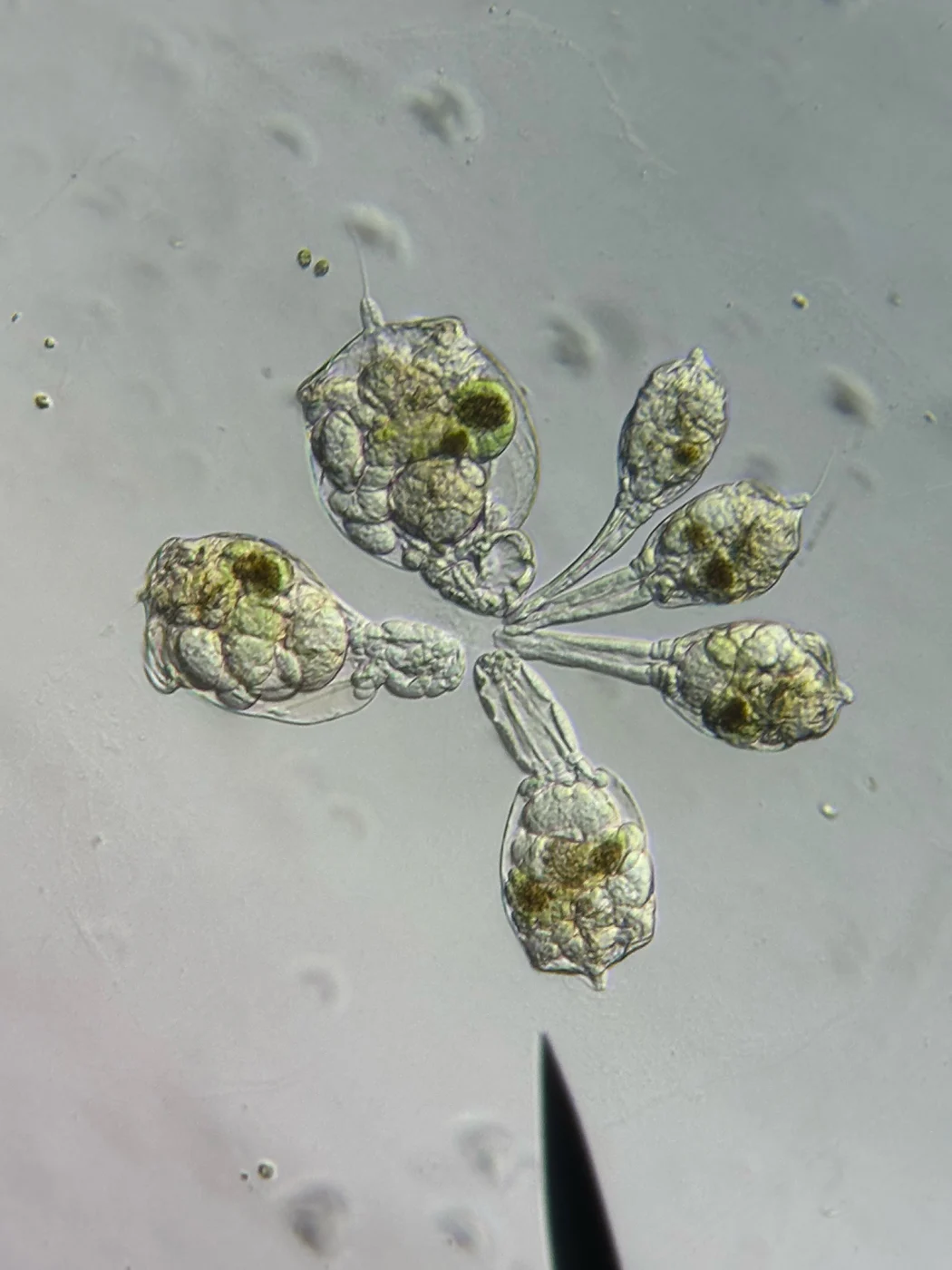 Sheathed Rotifer