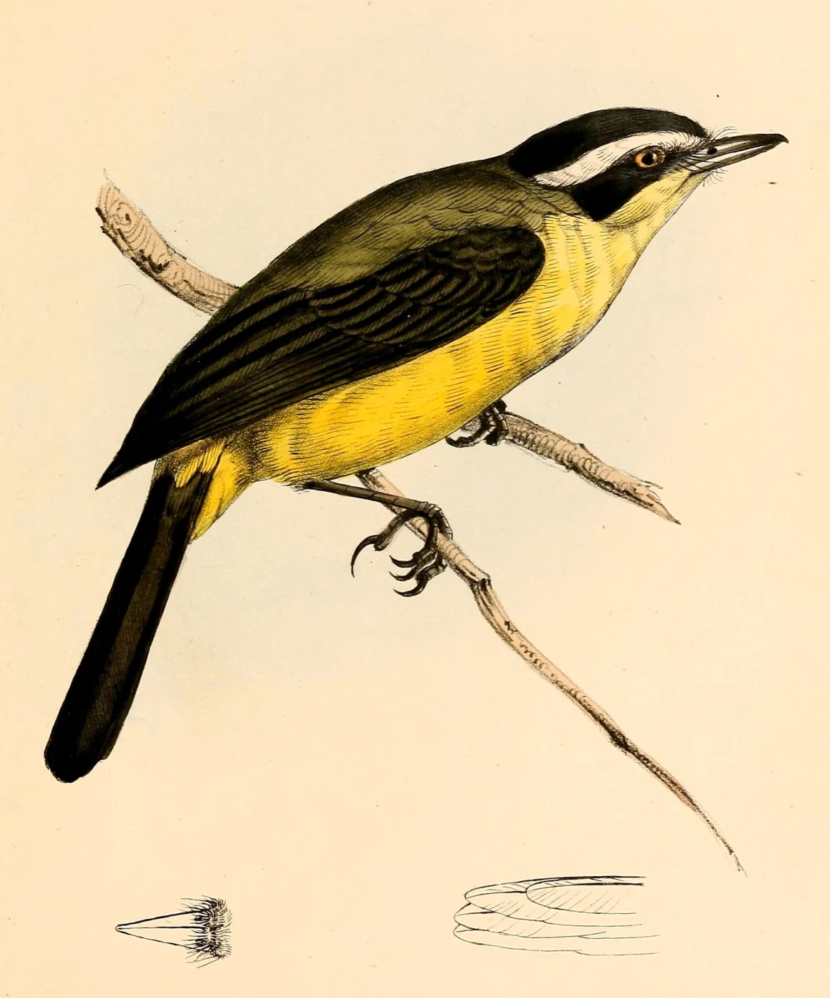 Three-striped Flycatcher
