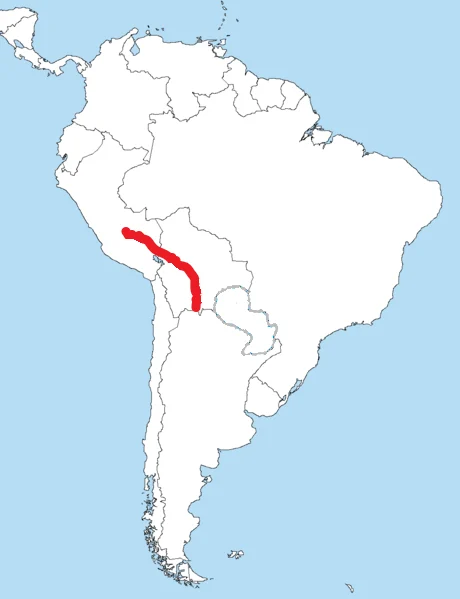 Slaty Gnateater