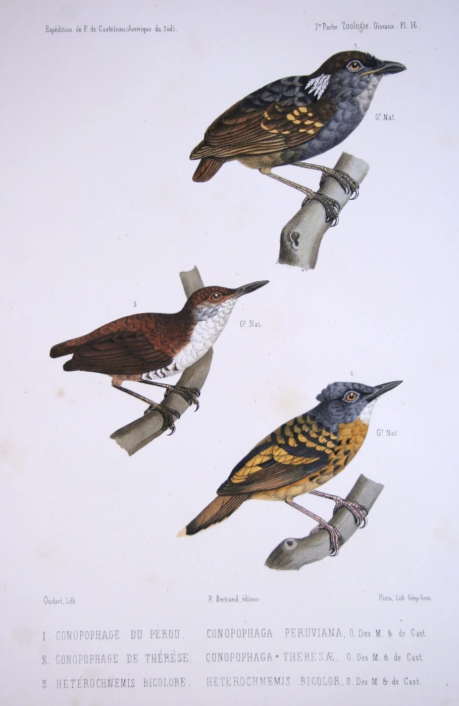 Ash-throated Gnateater