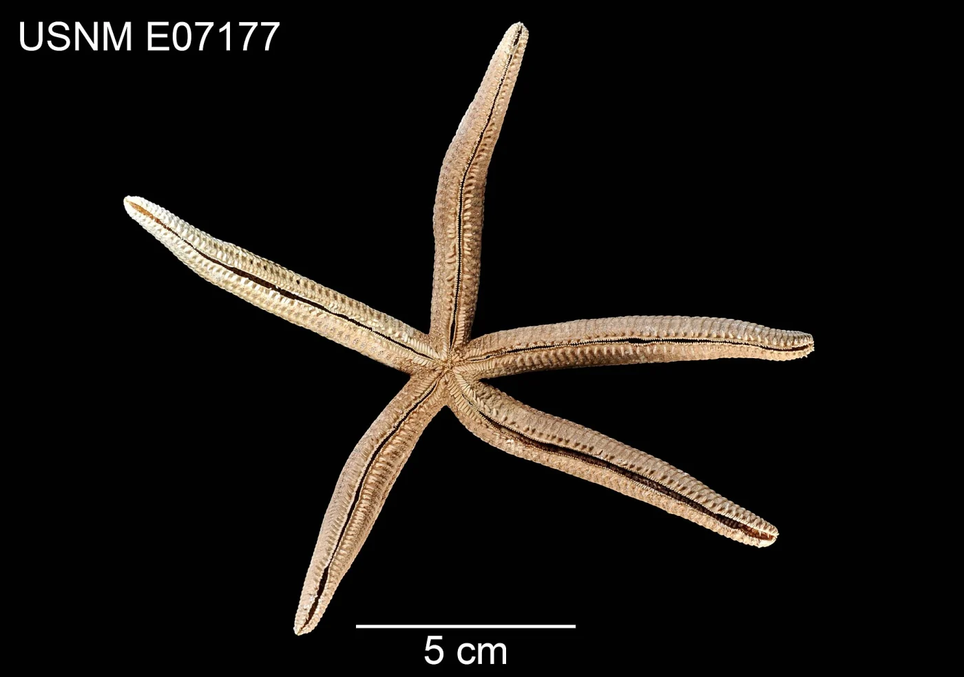Copidaster lymani