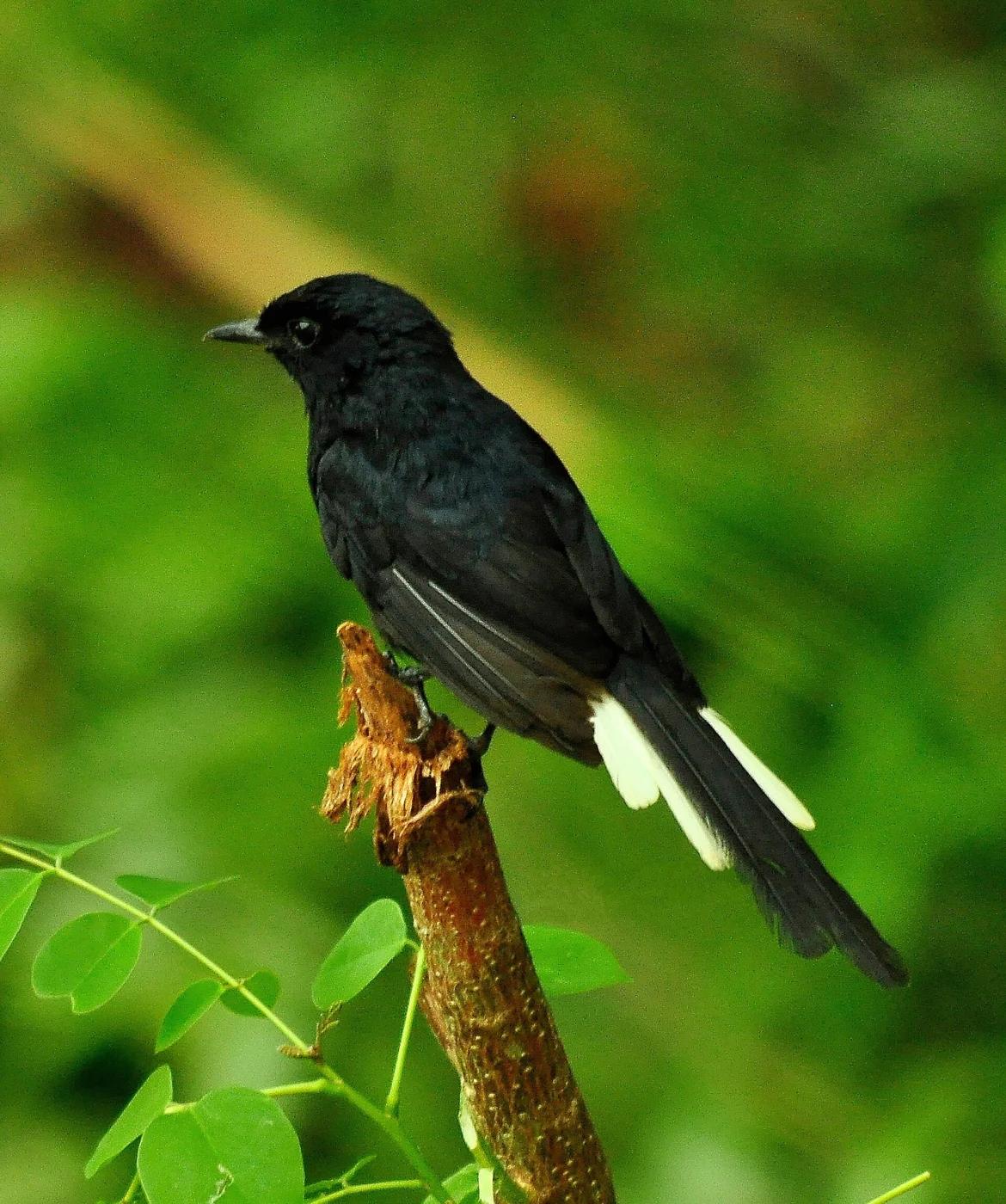 White-vented Shama