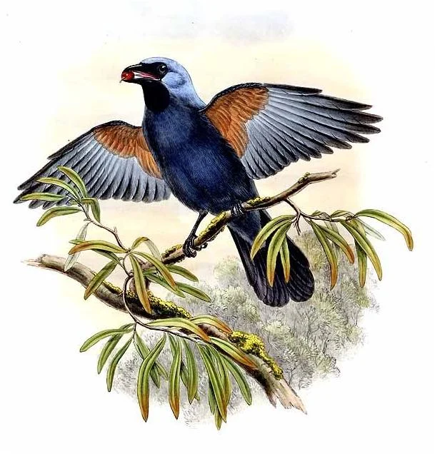 Stout-billed Cuckoo-shrike