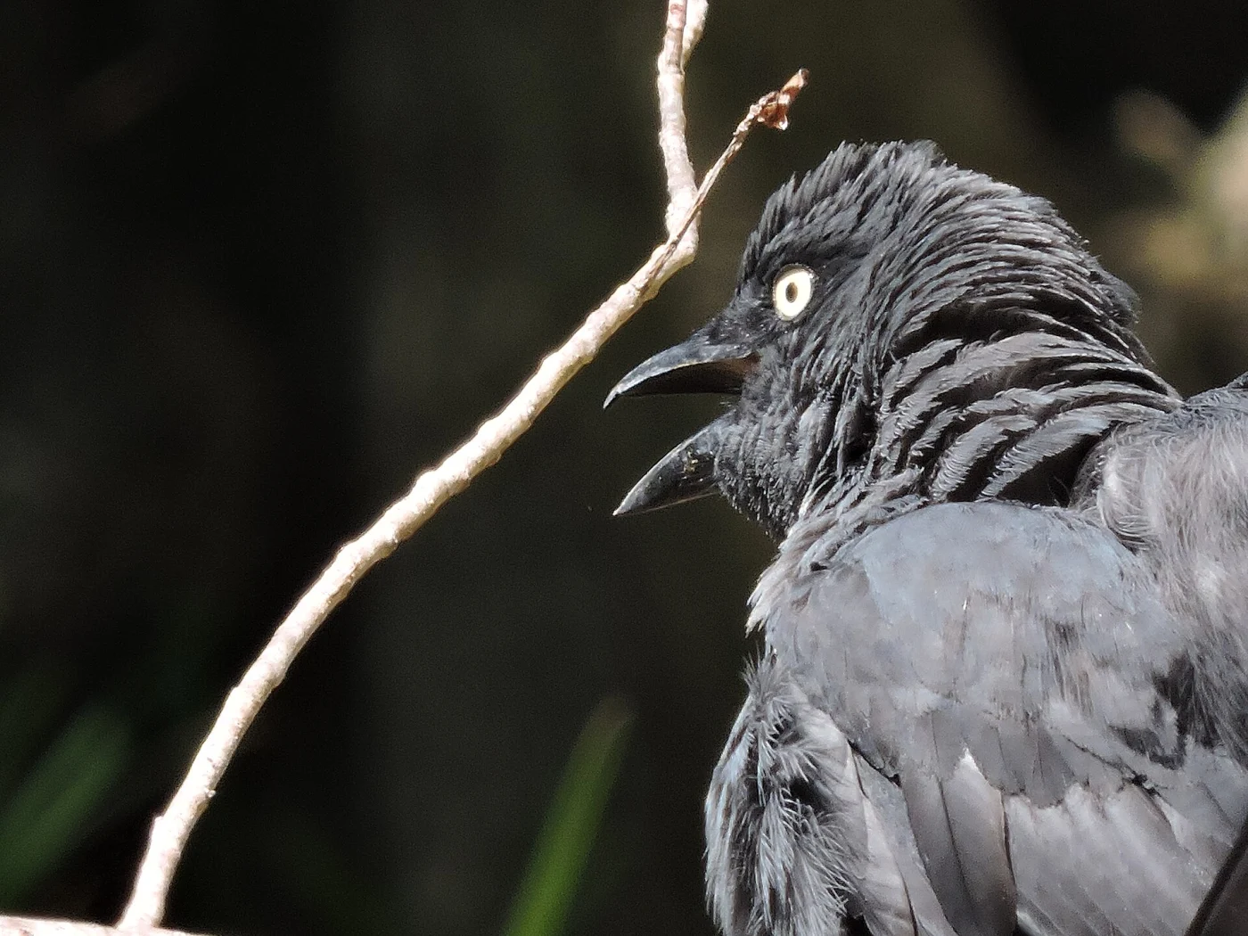 Melanesian Cuckooshrike