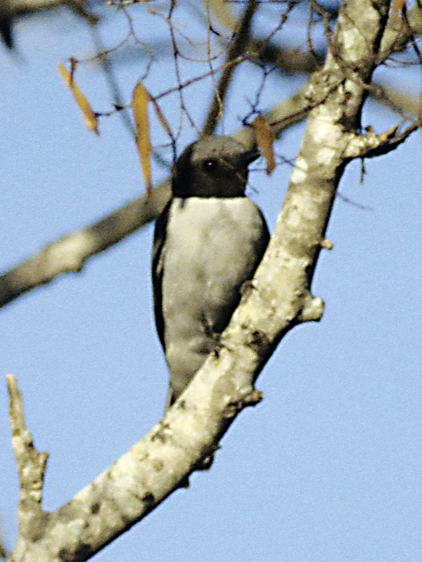 Ashy Cuckooshrike