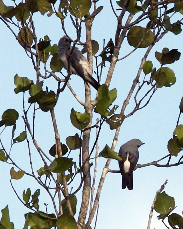 White-rumped Cuckoo-shrike