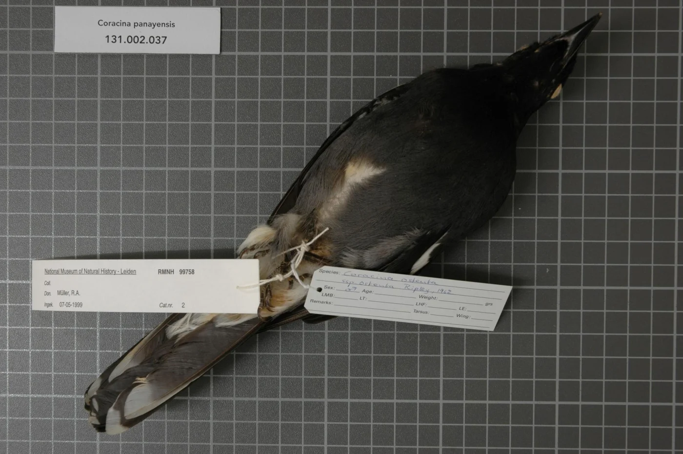 White-winged Cuckooshrike