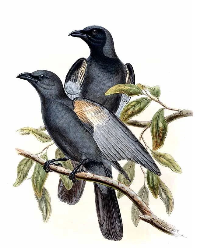 Slaty Cuckoo-shrike