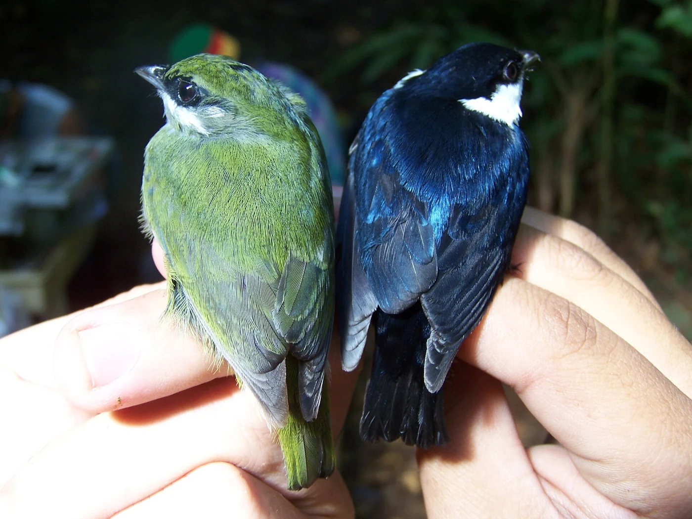 White-ruffed Manakin