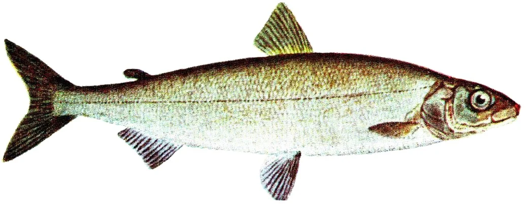 longjaw cisco