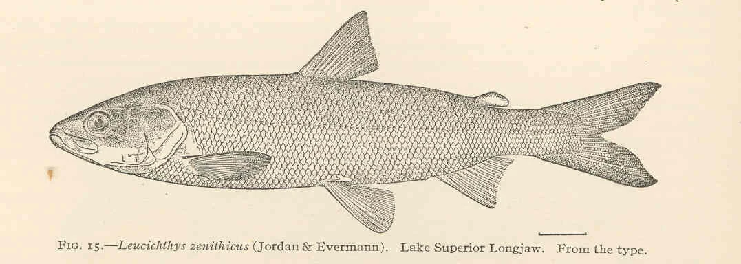 longjaw cisco