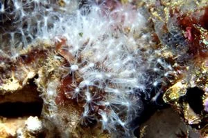 cornucopic coral