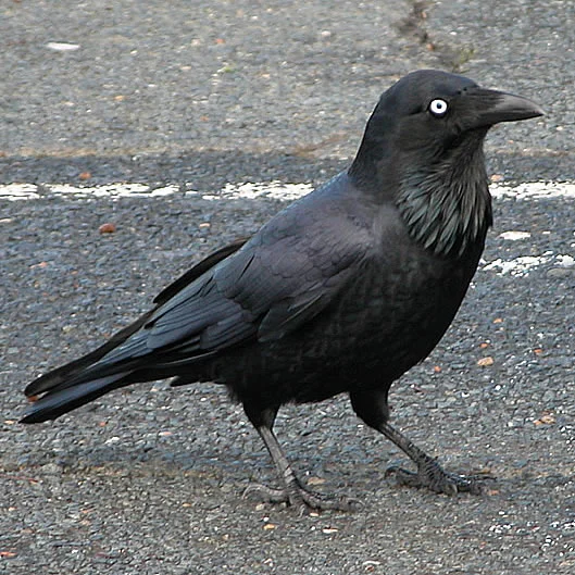 Australian Raven