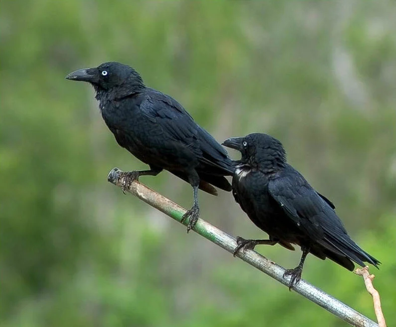Australian crow