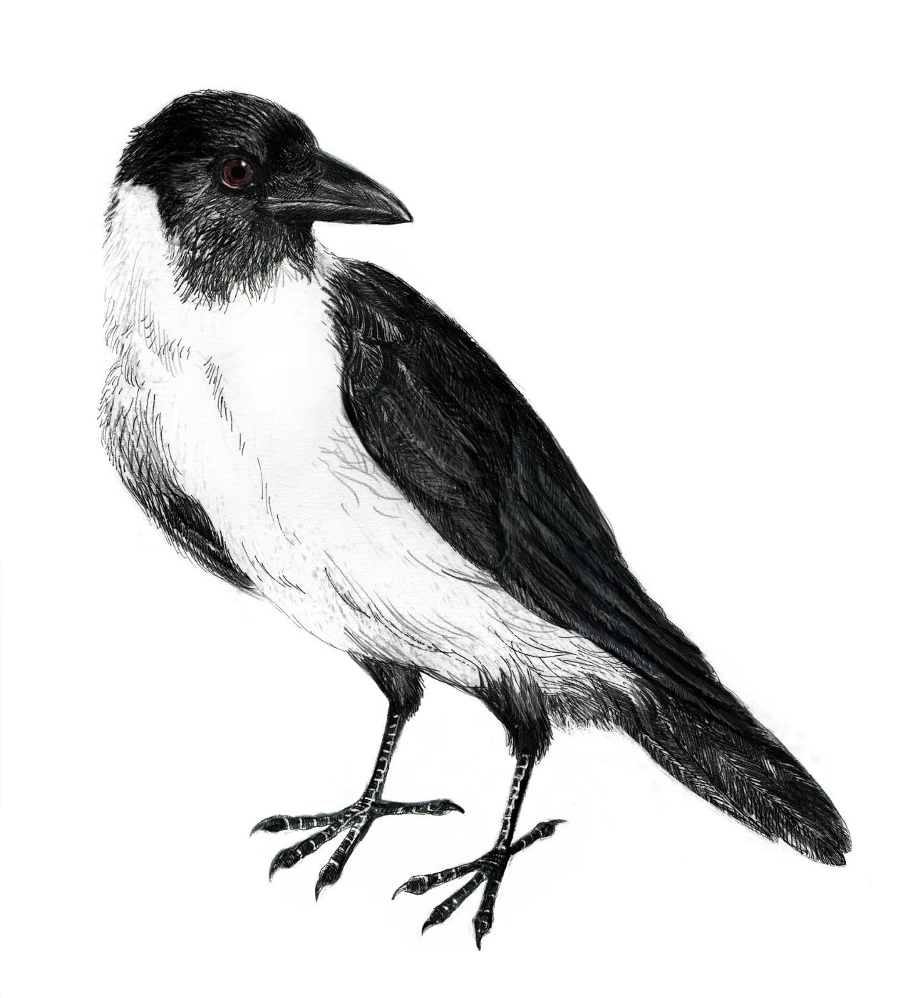 Mauritius Cuckoo-shrike