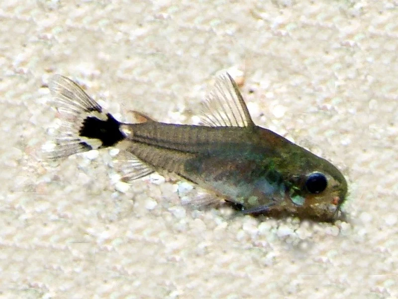 dwarf corydoras
