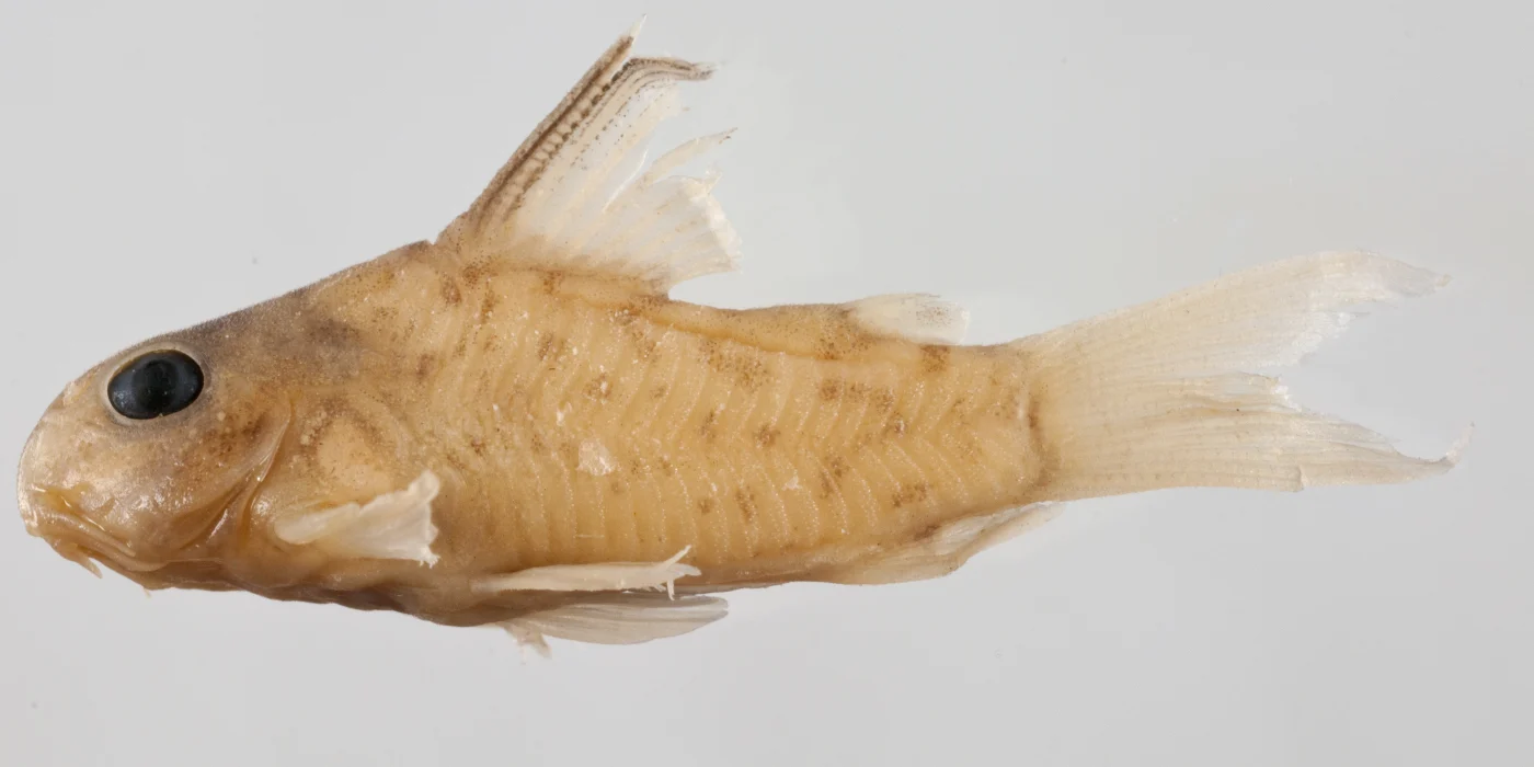 loretoensi