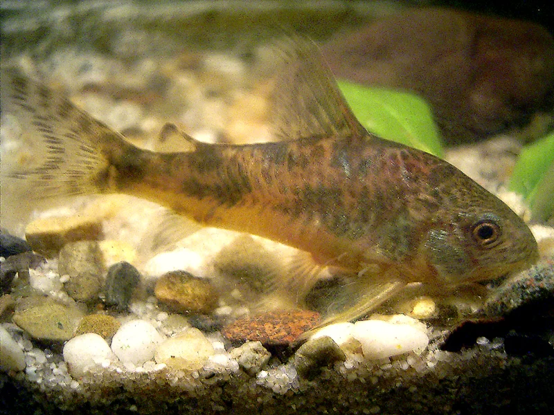 peppered corydoras