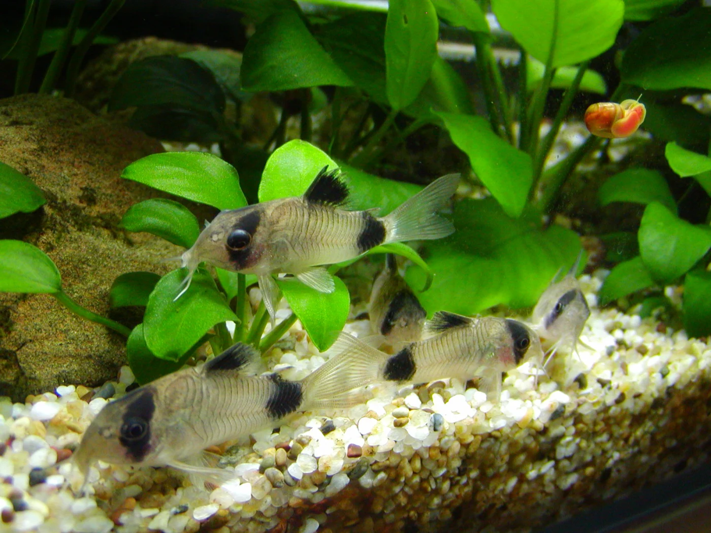 panda
