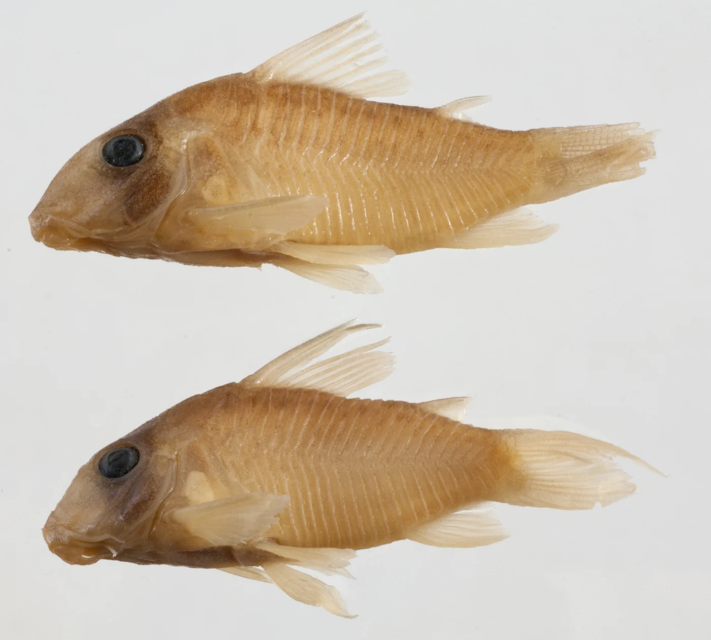 sychri