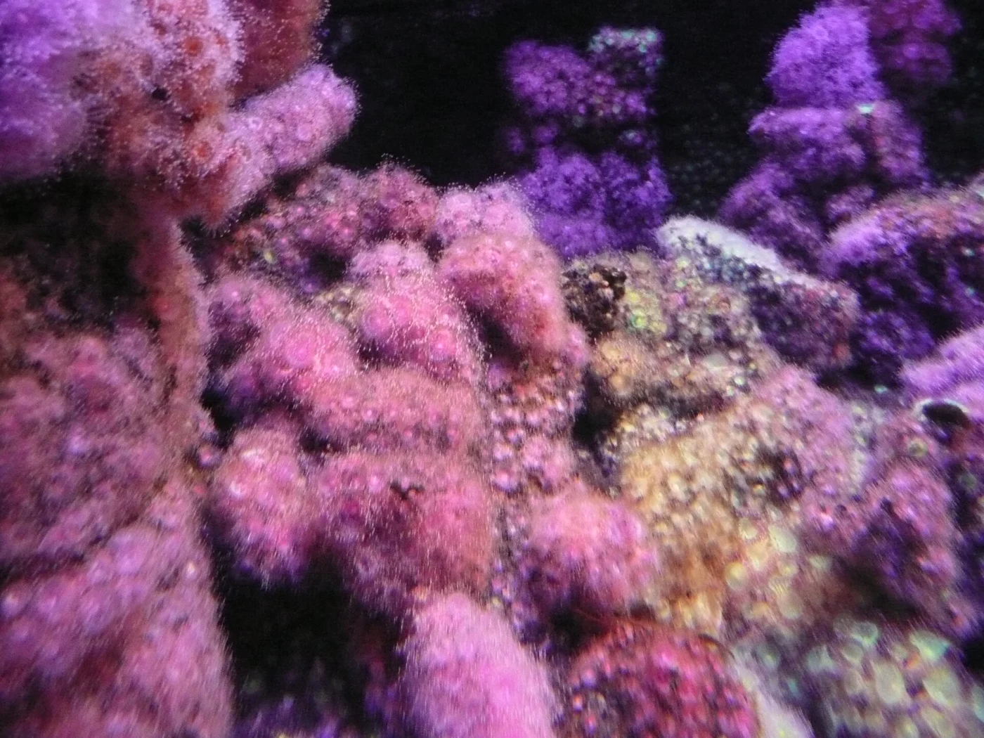 jewel anemone