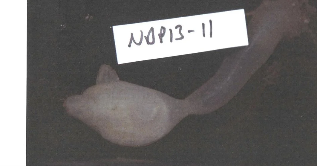 Corynascidia suhmi