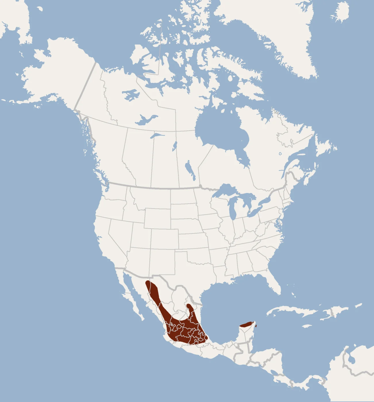 Mexican Big-eared Bat