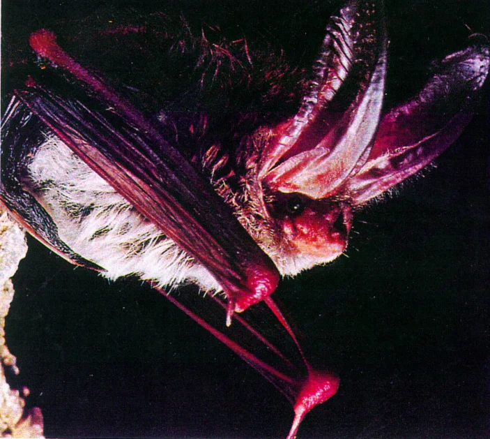 Eastern Big-eared Bat