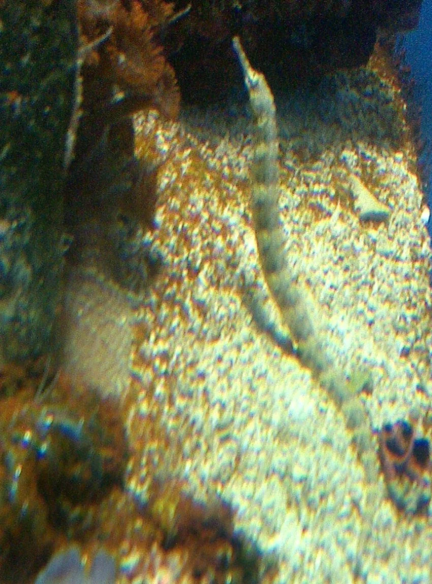 Australian Banded Pipefish