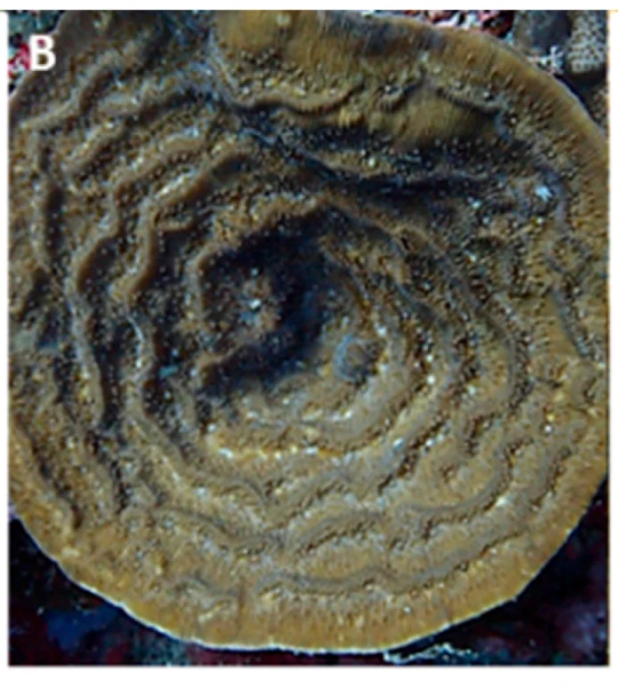 wrinkle coral