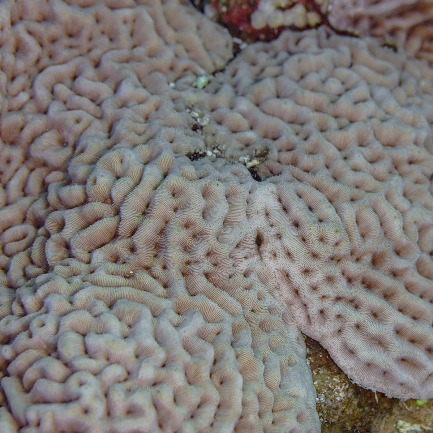 wrinkle coral