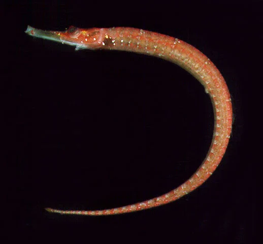 Maxweber's pipefish