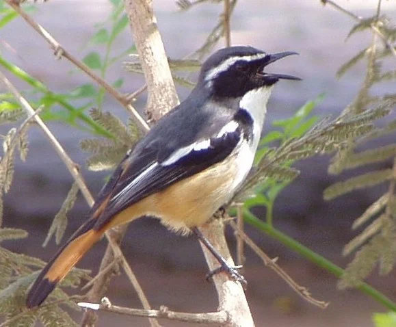 White-throated Robin