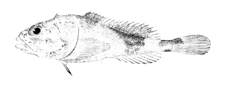 Arctic sculpin